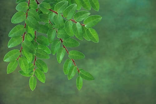 USA, Washington State, Seabeck. Huckleberry branch in spring. Art Print